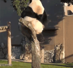 panda go boom