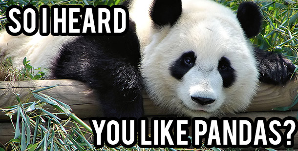 25 funniest panda gifs to make your day cuter