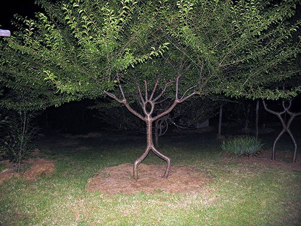 person tree