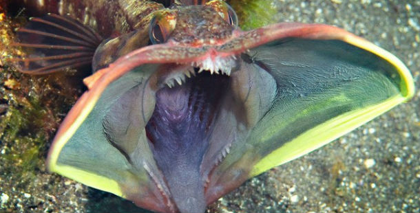A fish with its mouth open