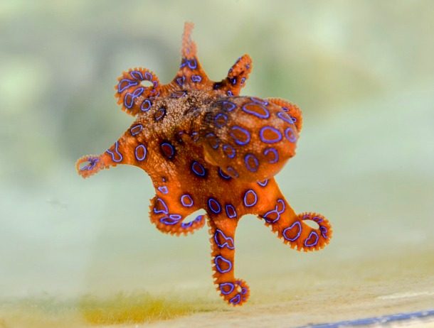 25 Cute But Deadly Animals