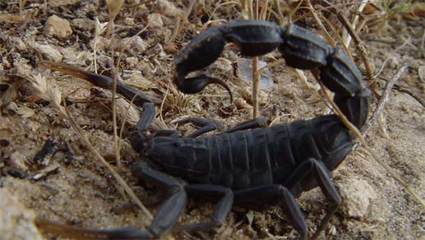 Fat-tailed scorpion