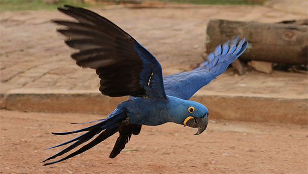 The Lear's Macaw