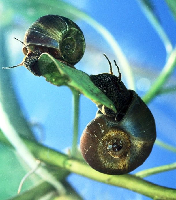 Freshwater snail 