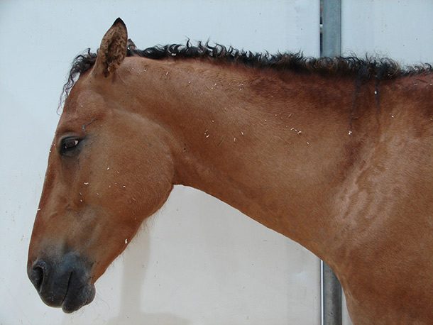 Curly-horse