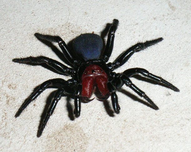 Male_Mouse_Spider