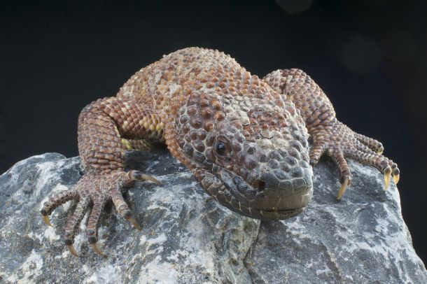 Mexican Beaded Lizard
