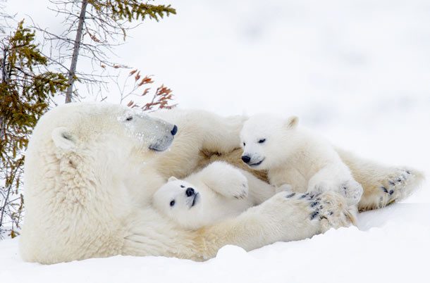 Polar bear twins with mother