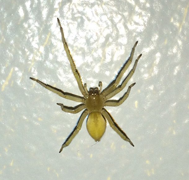 Yellow-sac-spider