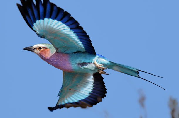 Lilac-Breasted Roller
