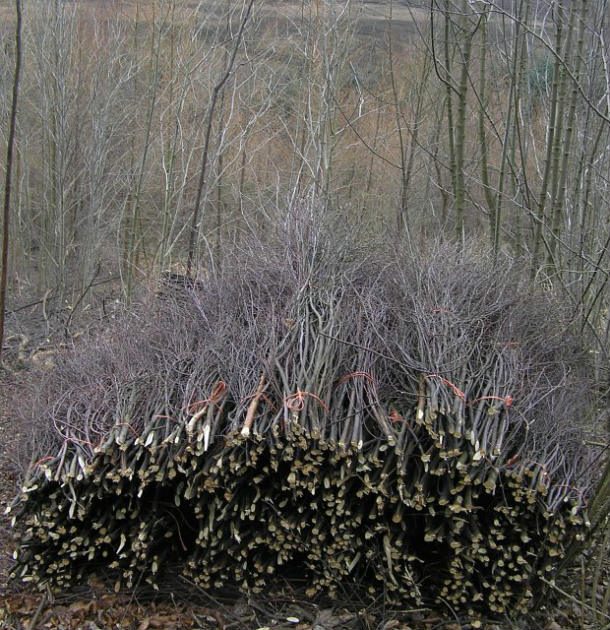 birch bundles