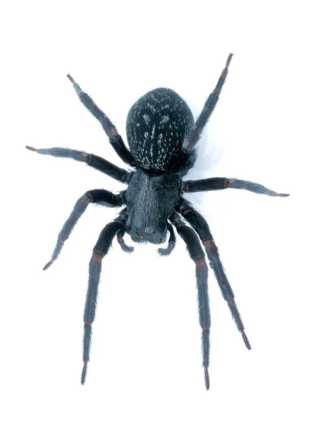 black house spiders