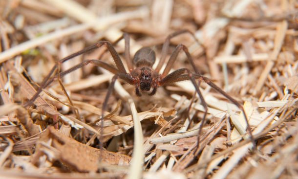 brown recluse