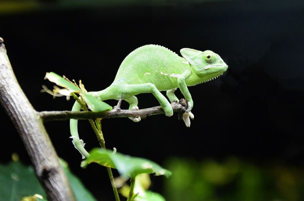 chameleon green