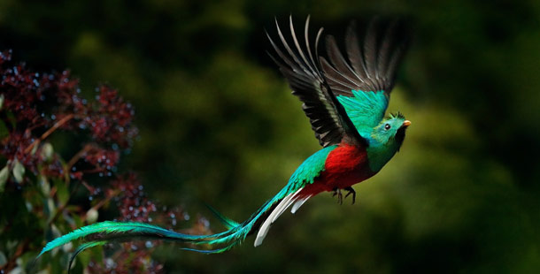 25 Incredible Exotic Birds That Will Blow Your Mind