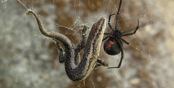 25 most venomous spiders that actually exist