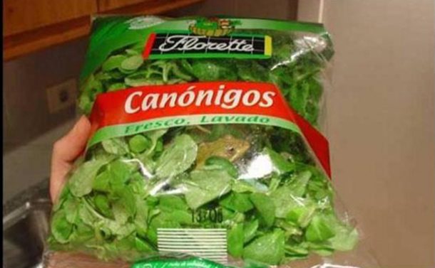 frog-in-lettuce-bag