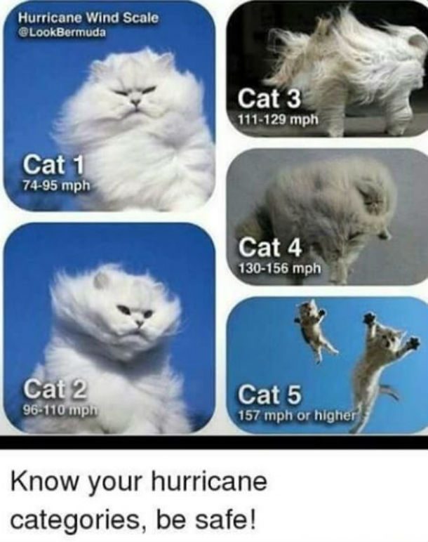hurricane-cats-meme
