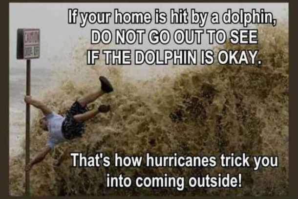 hurricane dolphin meme