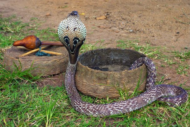 indian cobra