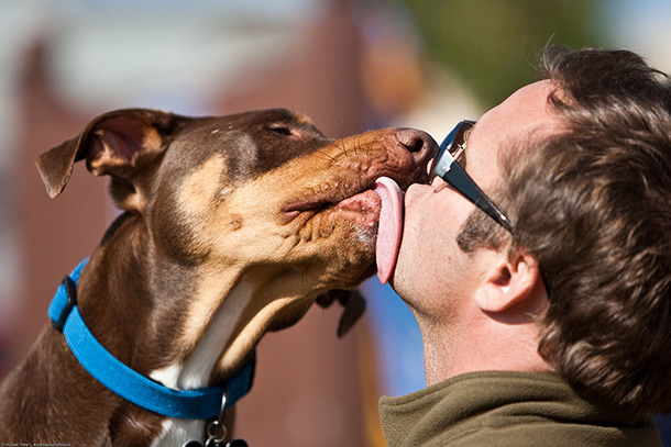 licking dog