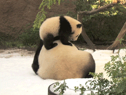 panda off back