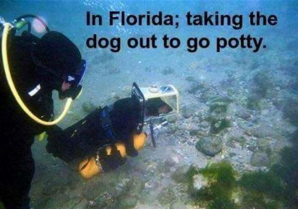 underwater dog meme