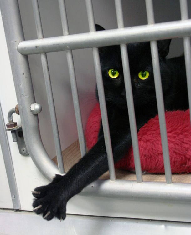 Black_cat_Animal_Rescue_GalawebDesign