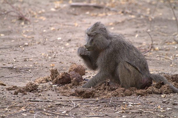 baboon eating poop