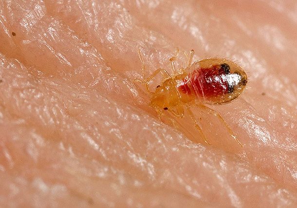 bed bug nymph