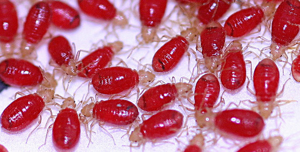 25 most disturbing facts about bed bugs