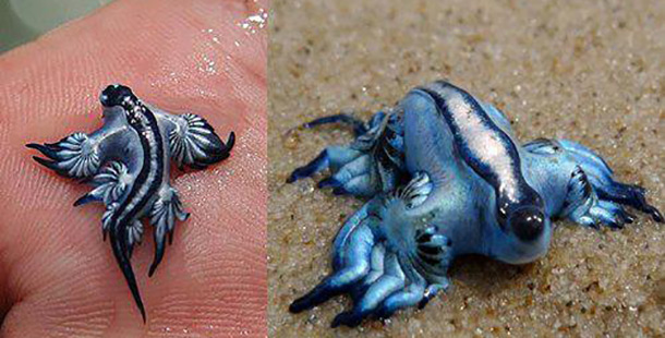 A blue and silver creature
