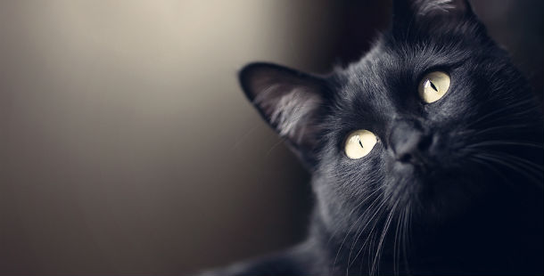 25 Facts About Black Cats That Are Absolutely Purrfect