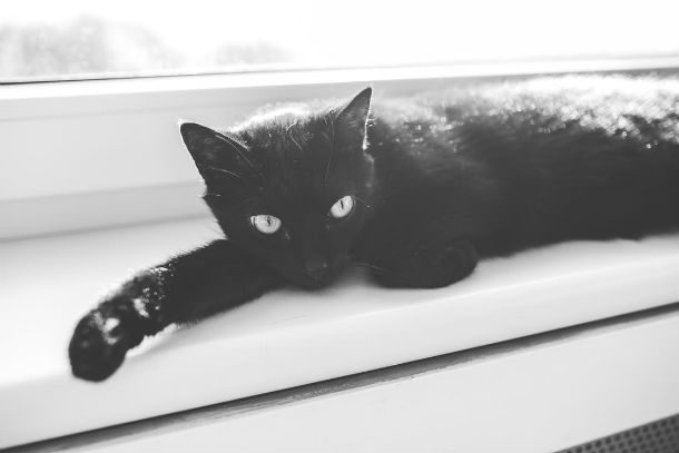 black cat on window sill