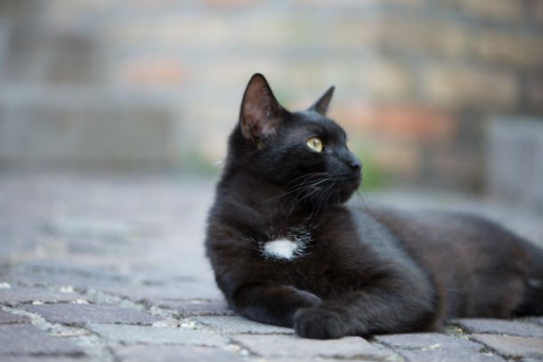 black cat with white patch