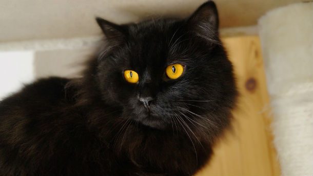 black cat yellow eyes