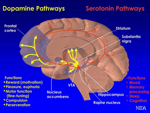 brain pathway