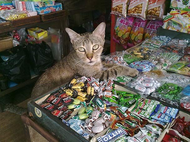 cat sweets