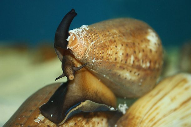 cone snail