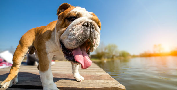 25 most dog-friendly cities in america (your dog will thank you! )
