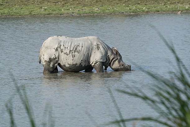 indian rhino