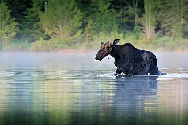 moose water