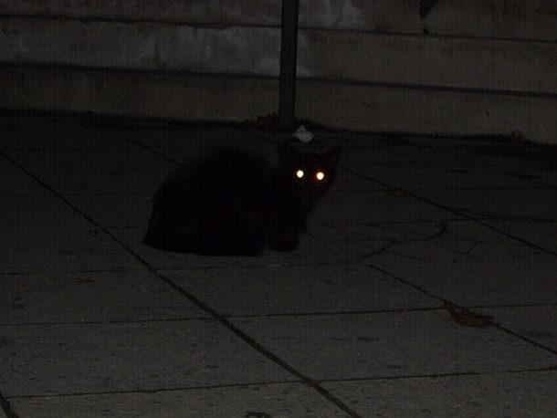night black cat