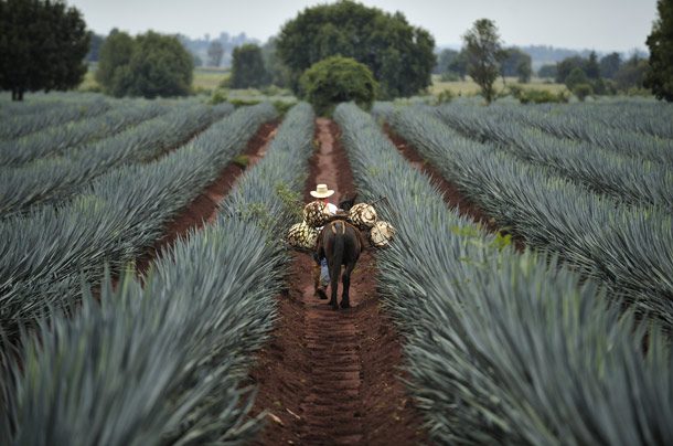 Tequila Tours – Jalisco