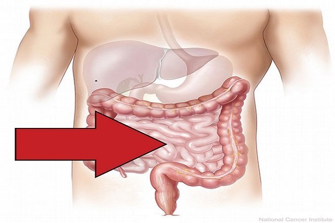 small-intestine-2