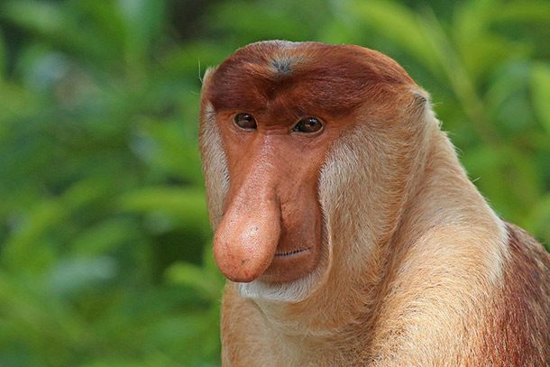 Proboscis_monkey