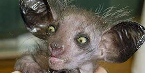 25 ugliest animals you won't believe are real