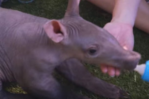 baby aardvark