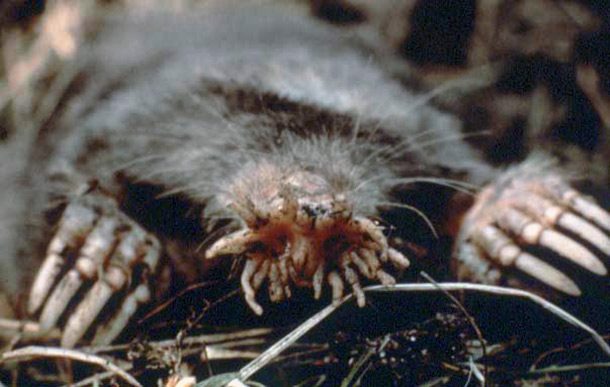 25 Ugliest Animals You Won't Believe Are Real