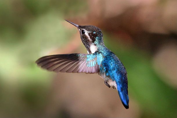 Bee_hummingbird_(Mellisuga_helenae)_adult_male_in_flight